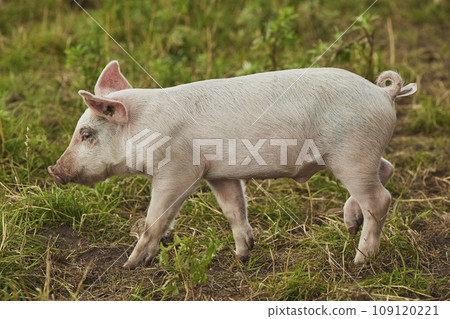 Eco pig farm in the field in Denmark. Cute pig in the pasture 109120221