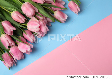 Beautiful pink spring tulips on color background, flat lay. Space for text Beautiful pink spring tulips on color background, flat lay. Space for text 109120388