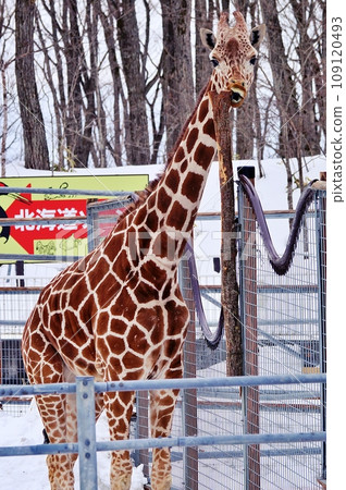 北海道釧路市動物園的長頸鹿 北海道釧路市動物園的長頸鹿 109120493
