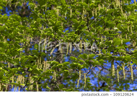 green foliage on hornbeam tree in spring bloom 109120624