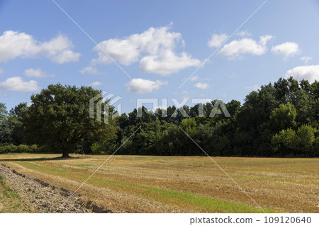a harvested wheat crop and one oak with green foliage in the field 109120640