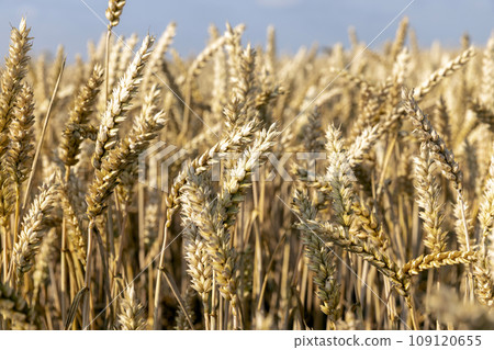 ready for harvesting dry wheat harvest 109120655