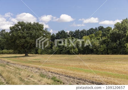 a large harvest of golden wheat on the field in summer 109120657