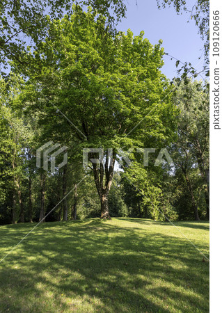 a large number of different deciduous trees in the summer a large number of different deciduous trees in the summer 109120666