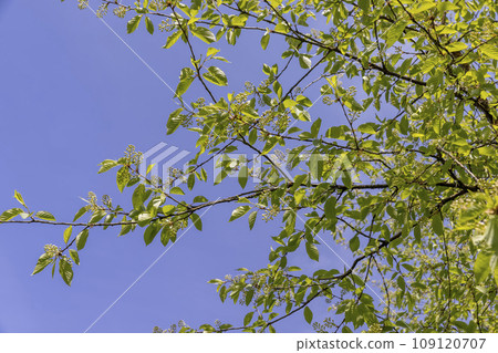a flowering cherry tree in the spring season, a spring park a flowering cherry tree in the spring season, a spring park 109120707
