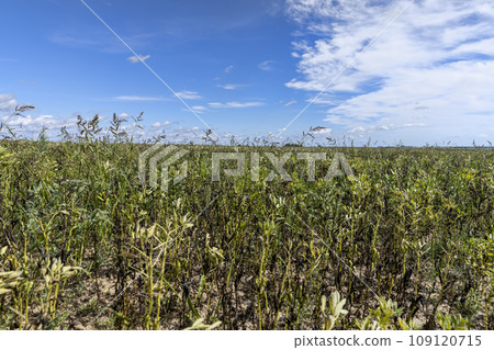 a field with bean plants food production 109120715