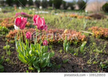 Pink tulip flowers in Oishi spring park at lake kawaguchiko Pink tulip flowers in Oishi spring park at lake kawaguchiko 109120933