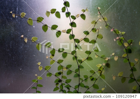 Ivy climber plant on glass window from inside view Ivy climber plant on glass window from inside view 109120947
