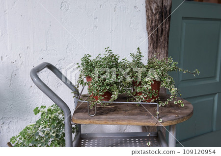 Sedum Atlantis plant on flower pot on shelf decor by door 109120954