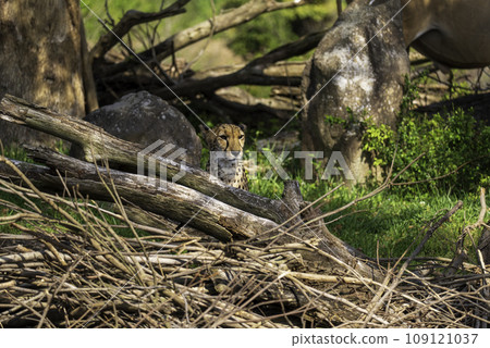 Cheetah on alert Cheetah on alert 109121037