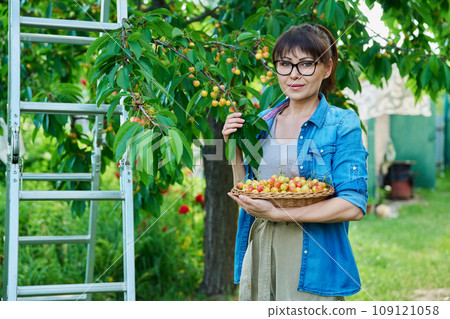 Smiling woman with basket of fresh yellow cherries near cherry tree in summer garden 109121058