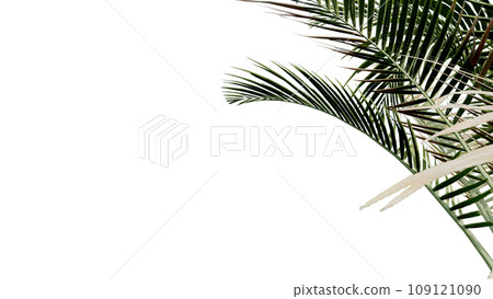 coconut leave nature transparent cut out forest isolated background 3d render. 109121090