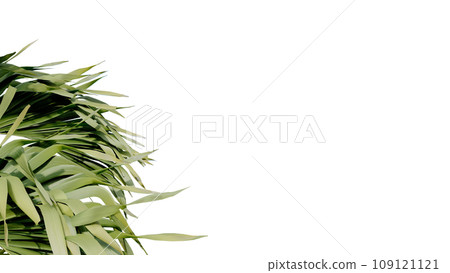coconut leave nature transparent cut out forest isolated background 3d render. 109121121