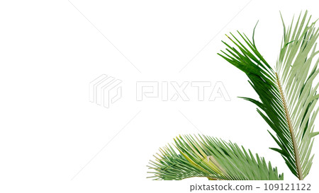 coconut leave nature transparent cut out forest isolated background 3d render. 109121122
