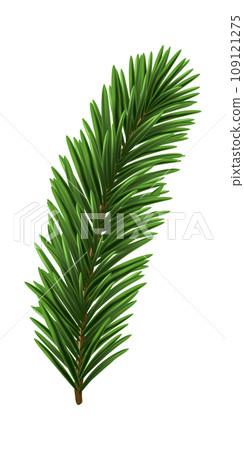 Green Christmas Fir Branch 109121275