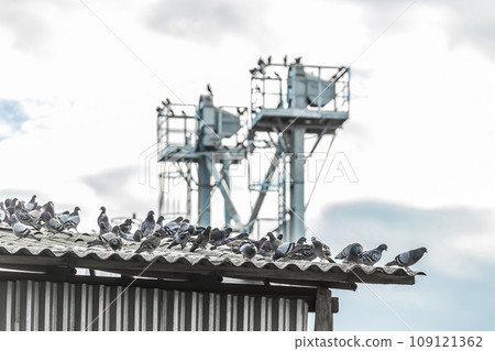 Birds hungry pigeons nature heap sitting roof near grain stream 109121362