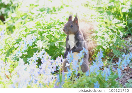 A Squirrel on a spring morning descends cautiously to the ground where the Siberian lily is blooming. 109121730