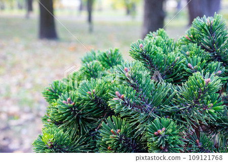 Beautiful texture pine and spruce branches - background, close up 109121768