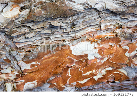 Beautiful texture pine and spruce wood bark - background, closeup Beautiful texture pine and spruce wood bark - background, closeup 109121772