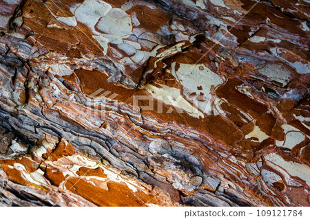 Beautiful texture pine and spruce wood bark - background, closeup Beautiful texture pine and spruce wood bark - background, closeup 109121784