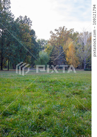 Beautiful nature meadow with autumn pine and spruce - background, landscape 109121794