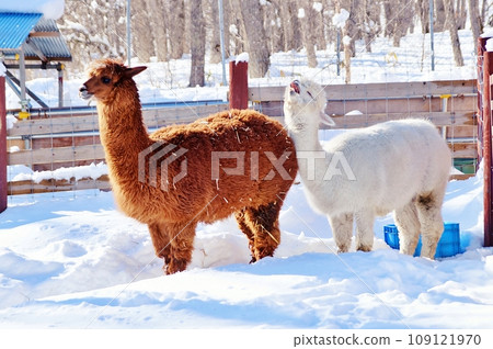 Alpaca 109121970