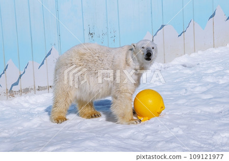 Polar bears 109121977