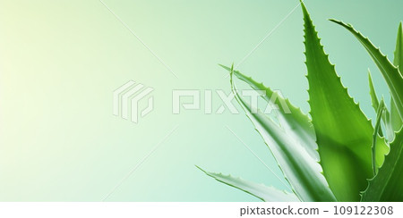 Aloe vera plant banner with copy space background, a gelatinous substance obtained from a kind of aloe, used especially in cosmetics to soften or soothe the skin 109122308