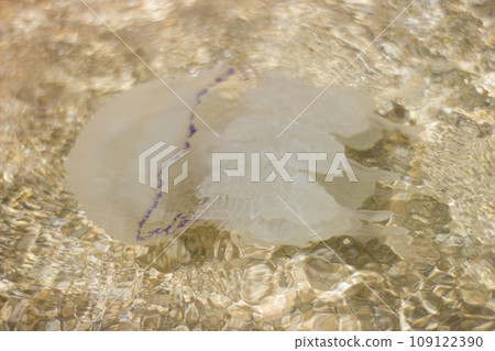 Jellyfish medusa rhizostomeae underwater - outdoors, water, sea, sun 109122390