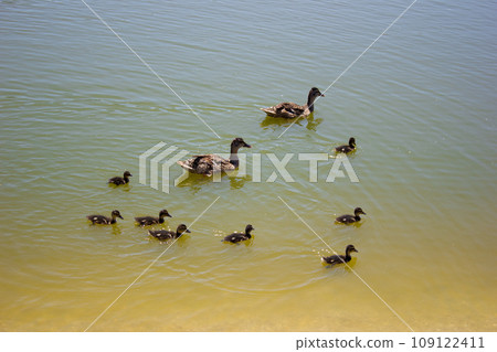 Sea water swims flock of ducks with ducklings, care offspring 109122411