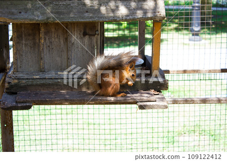 Beautiful squirrel eating nut in zoo aviary, nature conservation 109122412
