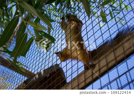Beautiful squirrel runs in the zoo in aviary, nature Beautiful squirrel runs in the zoo in aviary, nature 109122414