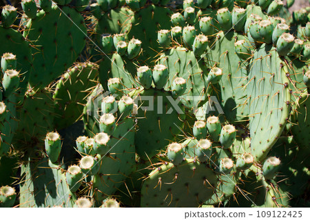 Texture green prickly cacti closeup, beautiful background 109122425