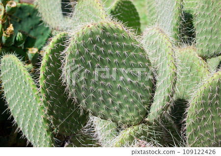 Texture green prickly cacti closeup, beautiful background Texture green prickly cacti closeup, beautiful background 109122426