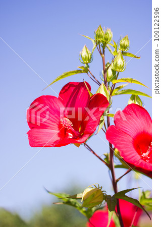Beautiful scarlet hibiscus close up, flower gift Beautiful scarlet hibiscus close up, flower gift 109122596