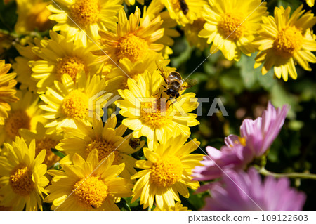 Bouquet, bush yellow and pink flowers chrysanthemum background - outdoors, garden 109122603
