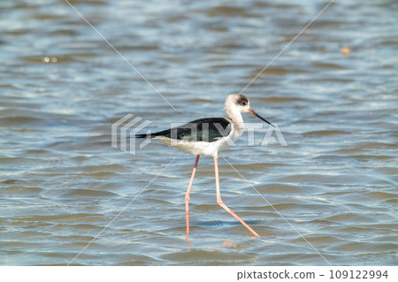 A black-winged stilt (Himantopus himantopus) stands in the wetland. 109122994