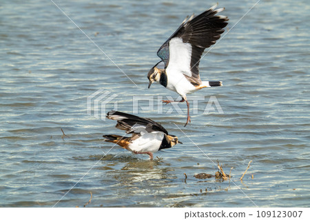 Northern Lapwings quarrel. One is flying, the other is standing in the wetland. Northern Lapwings quarrel. One is flying, the other is standing in the wetland. 109123007