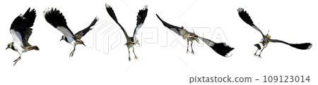 Northern Lapwing in various flying postures, isolated with white background. Northern Lapwing in various flying postures, isolated with white background. 109123014