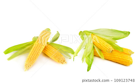 Corn cobs isolated on white . Free space for text. Wide photo. Collage. Corn cobs isolated on white . Free space for text. Wide photo. Collage. 109123748