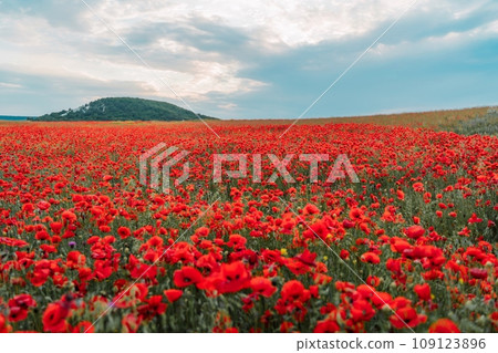 Woman poppy field red dress. Happy woman in a long red dress in a beautiful large poppy field. Blond stands with her back posing on a large field of red poppies 109123896