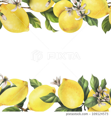 Lemons are yellow, juicy, ripe with green leaves, flower buds on the branches, whole and slices. Watercolor, hand drawn botanical illustration. Frame, template on a white background. Lemons are yellow, juicy, ripe with green leaves, flower buds on the branches, whole and slices. Watercolor, hand drawn botanical illustration. Frame, template on a white background. 109124573