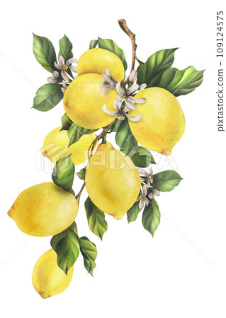 Lemons are yellow, juicy, ripe with green leaves, flower buds on the branches, whole. Watercolor, hand drawn botanical illustration. Isolated object on a white background. Lemons are yellow, juicy, ripe with green leaves, flower buds on the branches, whole. Watercolor, hand drawn botanical illustration. Isolated object on a white background. 109124575