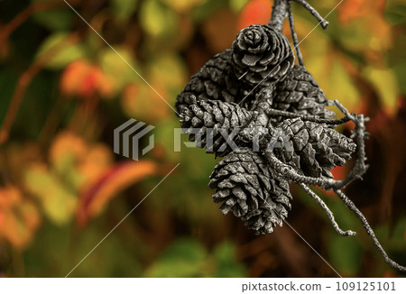 Pine cones on a branch with autumn leaves in the background. Pine cones on a branch with autumn leaves in the background. 109125101