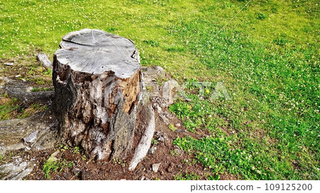 felled cherry tree stump 109125200
