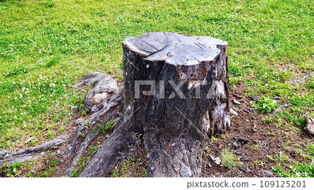 felled cherry tree stump 109125201