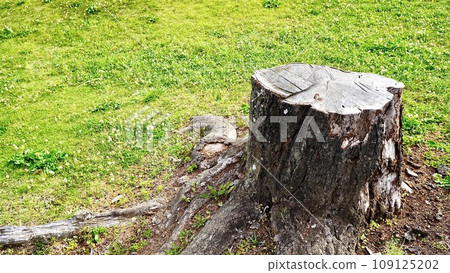 felled cherry tree stump felled cherry tree stump 109125202