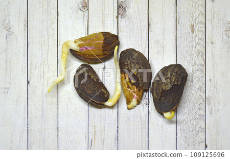 sprouted almond seeds with small sprouts on a wooden background 109125696