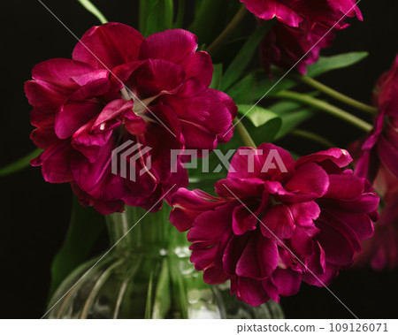 bouquet of dark red lilac tulips in glass vase on dark background. flower bouquet in vase on table bouquet of dark red lilac tulips in glass vase on dark background. flower bouquet in vase on table 109126071