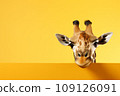 Portrait of a beautiful cheerful giraffe isolated on a yellow background. Banner with a funny giraffe. 109126091
